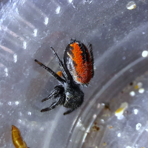 Phidippus ardens