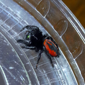 Phidippus ardens