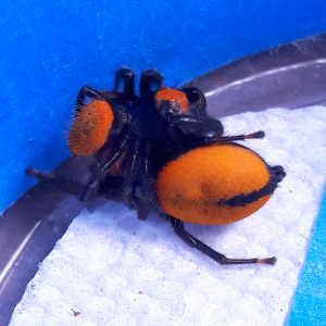 Phidippus nikites 'neon orange'