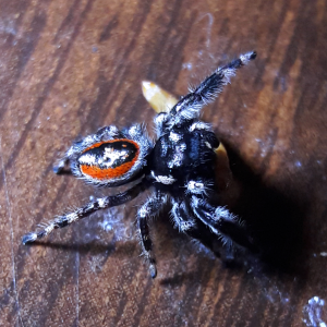 Phidippus californicus