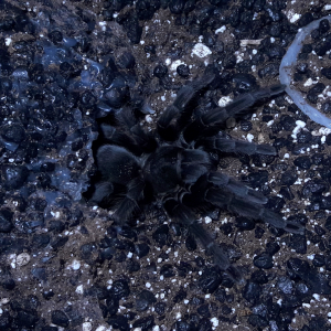 Aphonopelma steindachneri