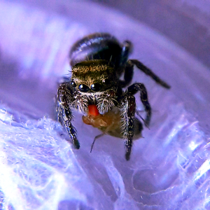 Phidippus audax