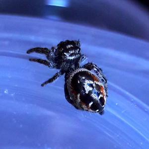 Phidippus californicus