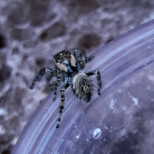 Phidippus asotus