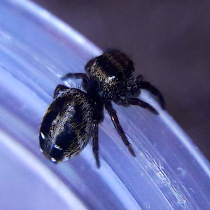 Phidippus aureus i5