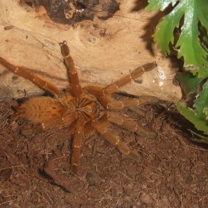 Pterinochilus murinus RCF - Haya.