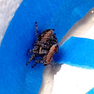 Phidippus asotus