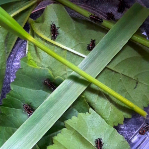 Rainbow hopper hatchlings