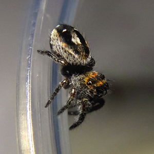 Phidippus aureus