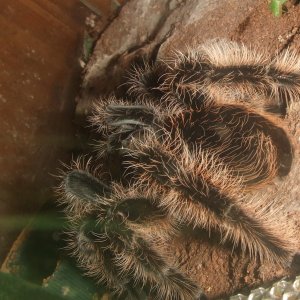 Tliltocatl albopilosum Honduran - Tinto