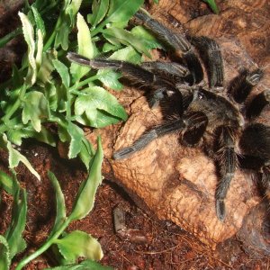 Thrixopelma pruriens - Putani