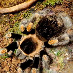 Brachypelma hamorii