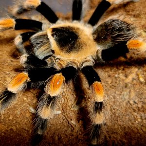 Brachypelma hamorii