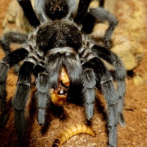 Grammostola pulchra