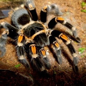 Brachypelma auratum