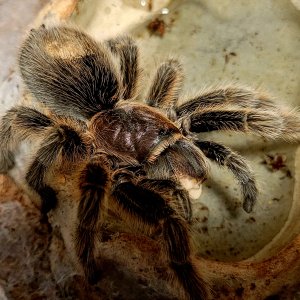 Grammostola porteri