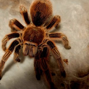 Grammostola rosea