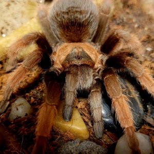 Brachypelma Emilia