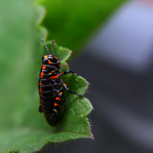 Rainbow hopper nymph