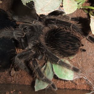 Lasiodora parahybana - Pip