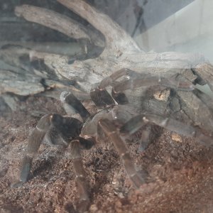 H. gigas