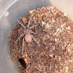 S. crassipes