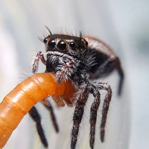 Phidippus aureus i6