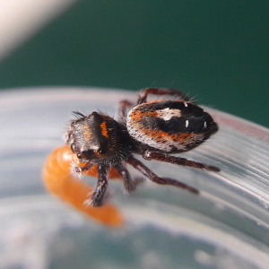 Phidippus aureus i6