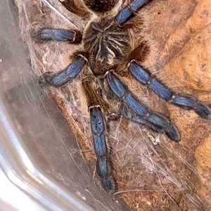 Harpactira pulchripes (juvenile female)