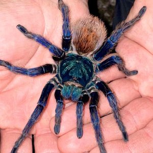 Chromatopelma cyaneopubescens (Adult Female)