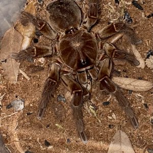 Theraphosa blondi (Sub Adult Frmale)