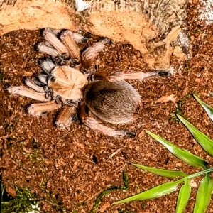 Aphonopelma moderatum (Juvenile Female)