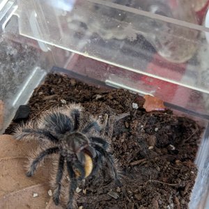 Tlitlocatl albopilosum and mealworm