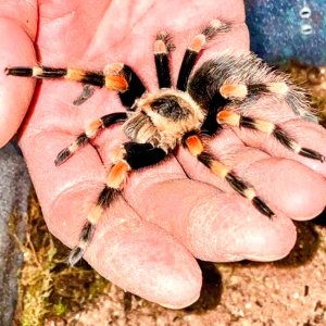 Brachypelma smithi