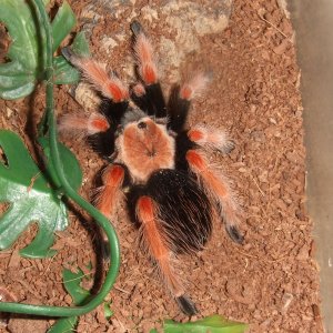 Brachypelma boehmei - Pachuca