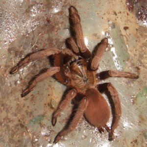 Thrigmopoeus insignis - Sirsi