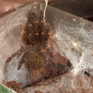 Ceratogyrus darlingii - Limpopo