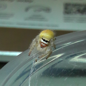 Phidippus tux penultimate male