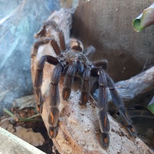 P. irminia