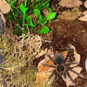 Theraphosa apophysis