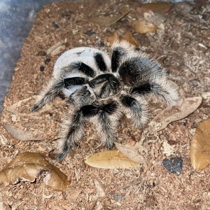 T. albopilosus (Adult Female)