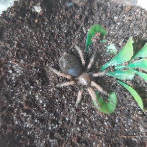 B. boehmei sling