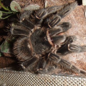 Lasiodora parahybana - Pip