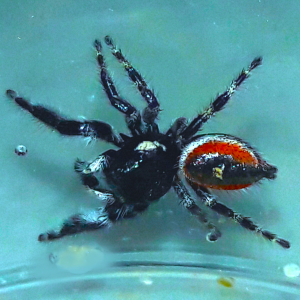 Phidippus californicus