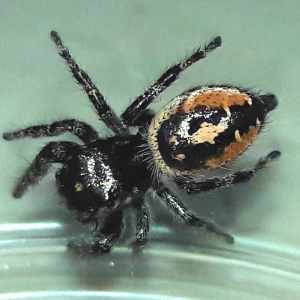 Phidippus californicus