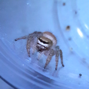 Phidippus tux