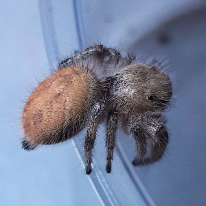 Phidippus tux