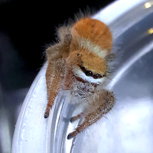 Phidippus tux