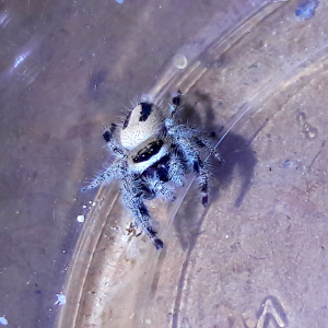 Phidippus tux