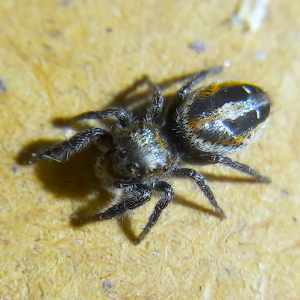 Phidippus aureus i7